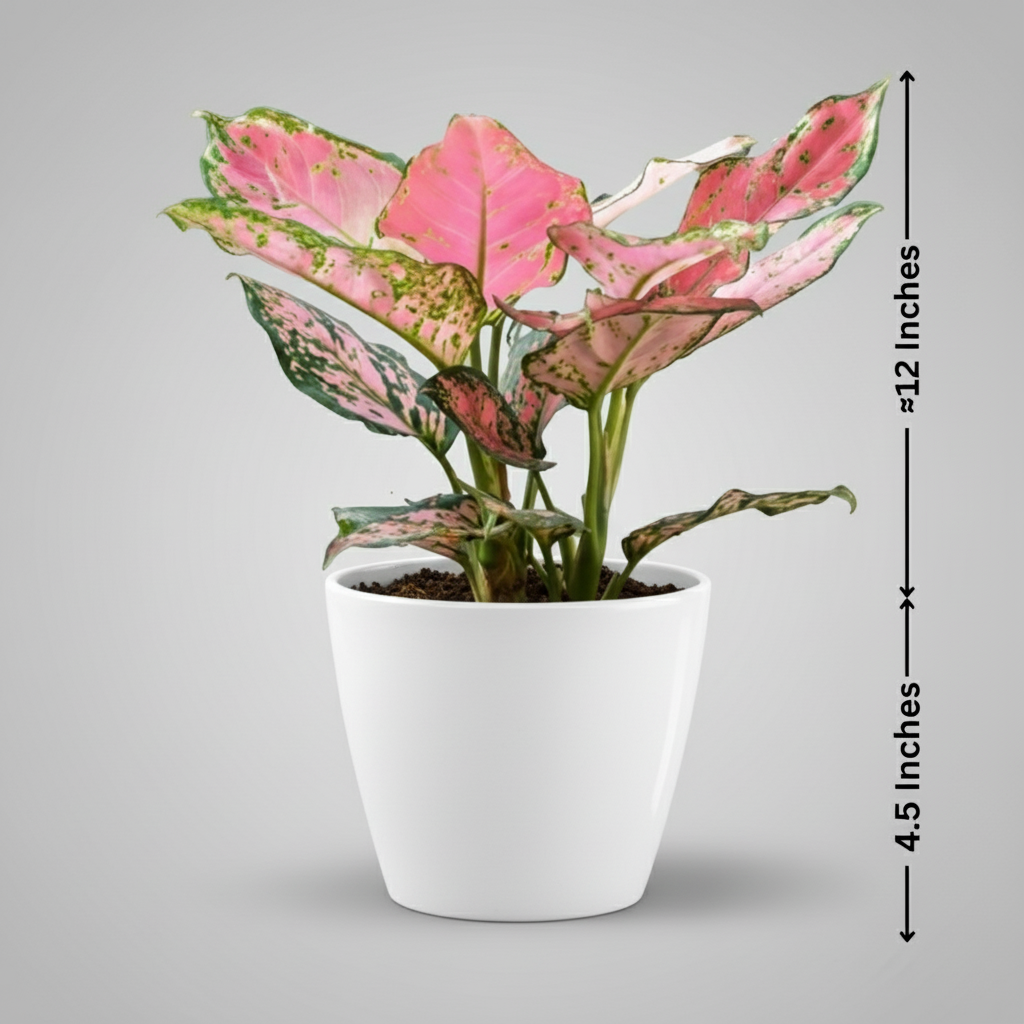 AGLAONEMA PLANT Medium (Pink Chinese Evergreen)