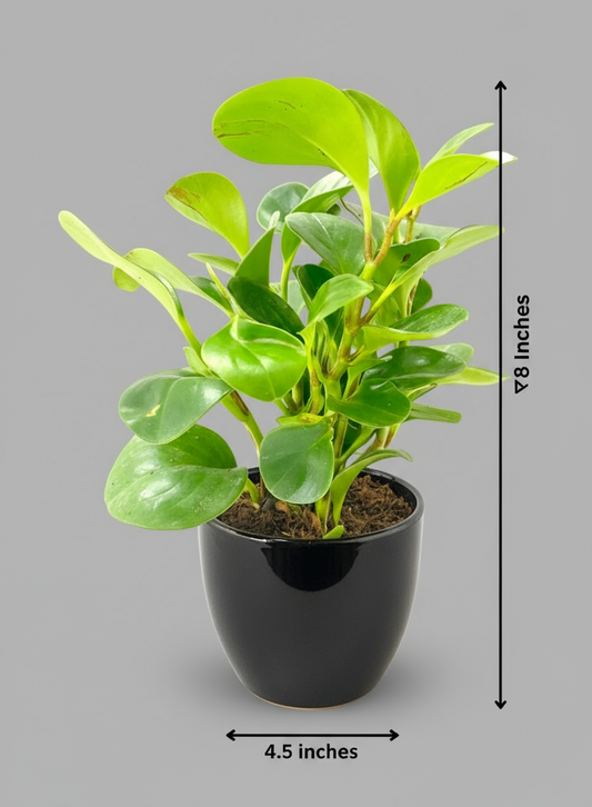 PEPPEROMIA OBTUSIFOLIA PLANT Small