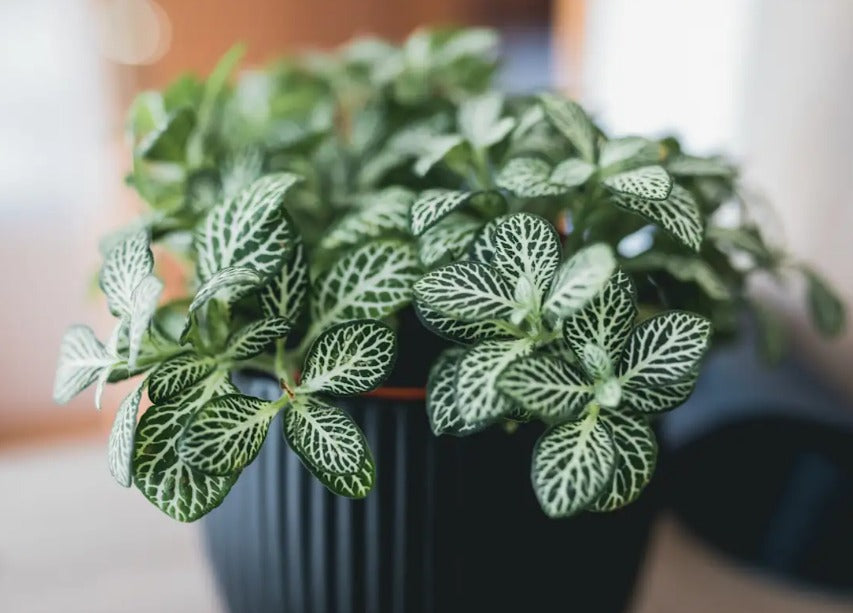 FITTONIA Small (Nerve Plant)
