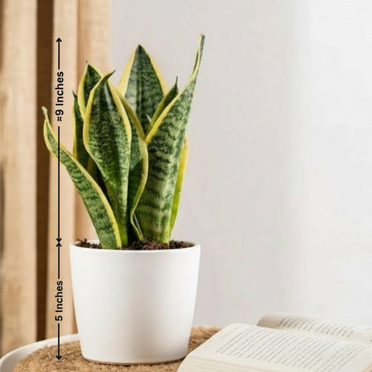 SNAKE PLANT Medium (Dracaena Trifascia)