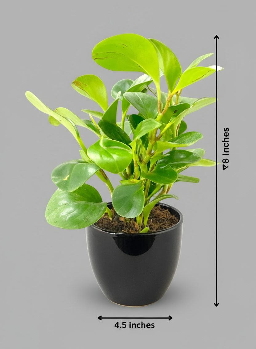 PEPPEROMIA OBTUSIFOLIA PLANT Small