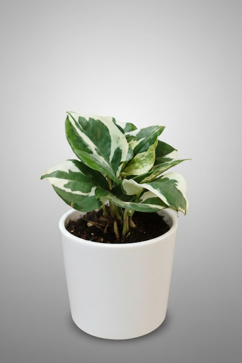 POTHOS 'N' JOY PLANT Small
