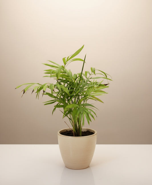 MINI PARLOR PALM PLANT Small
