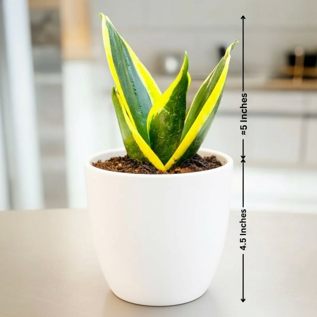 SNAKE PLANT GOLD - Dwarf