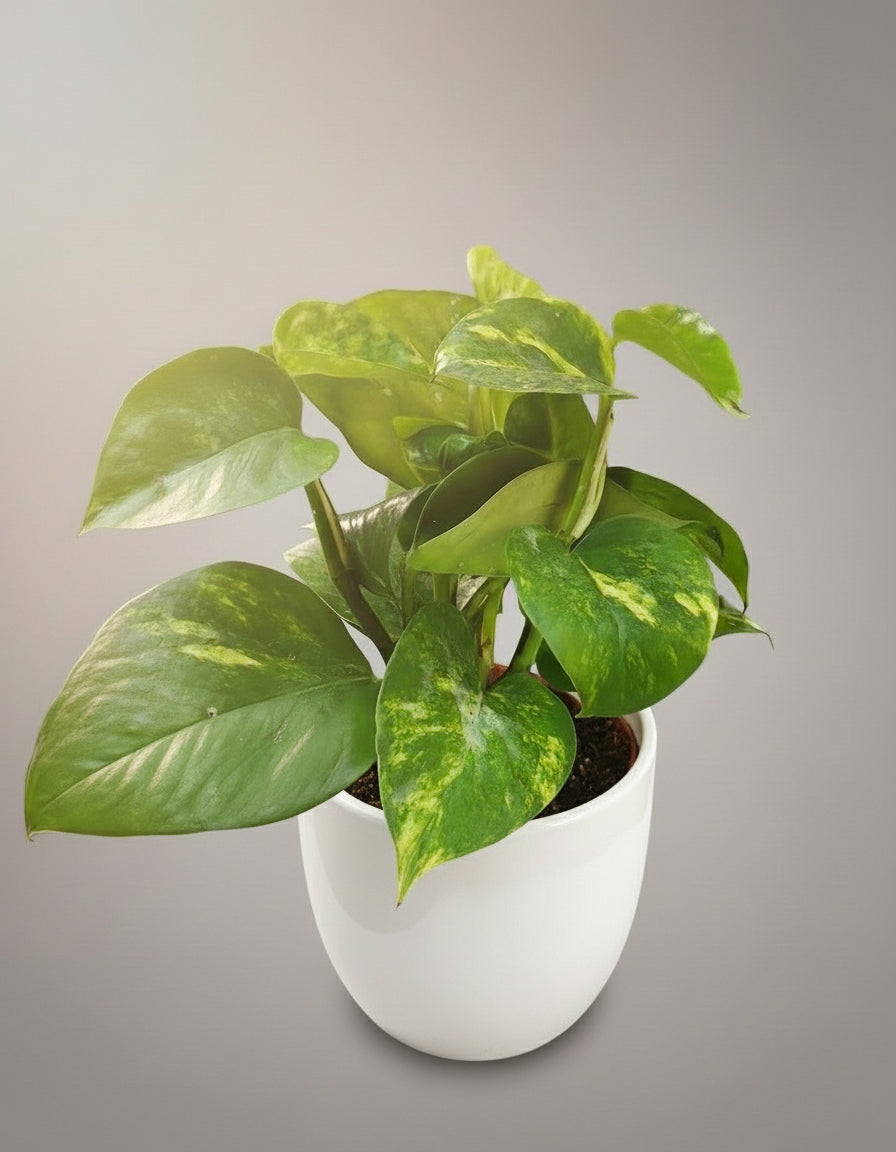 GOLDEN POTHOS PLANT Small (Money Plant)