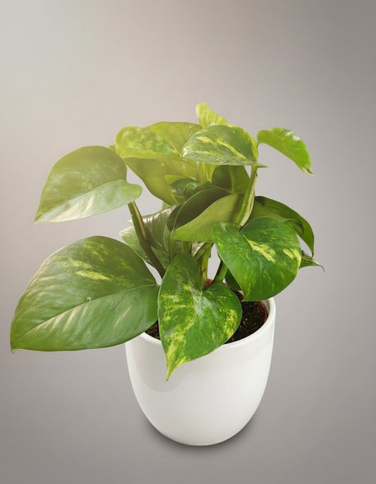 GOLDEN POTHOS PLANT Small (Money Plant)