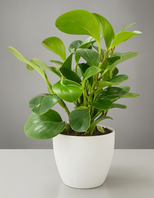 PEPPEROMIA OBTUSIFOLIA PLANT Small