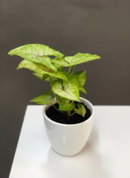SYNGONIUM PLANT Small