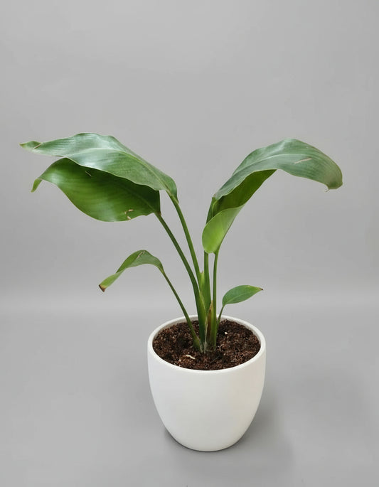 BIRDS OF PARADISE PLANT Medium