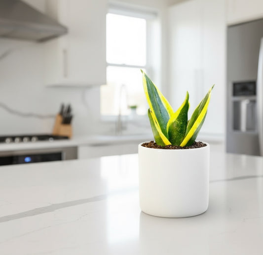 SNAKE PLANT GOLD - Dwarf