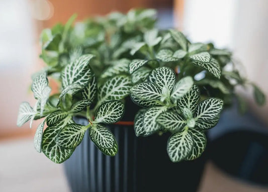 FITTONIA Small (Nerve Plant)