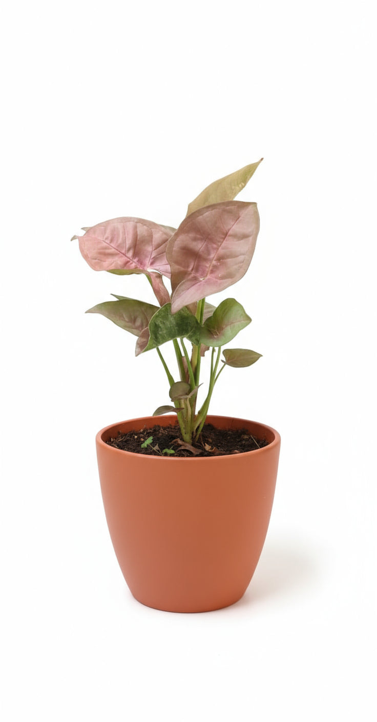 PINK SYNGONIUM PLANT Small