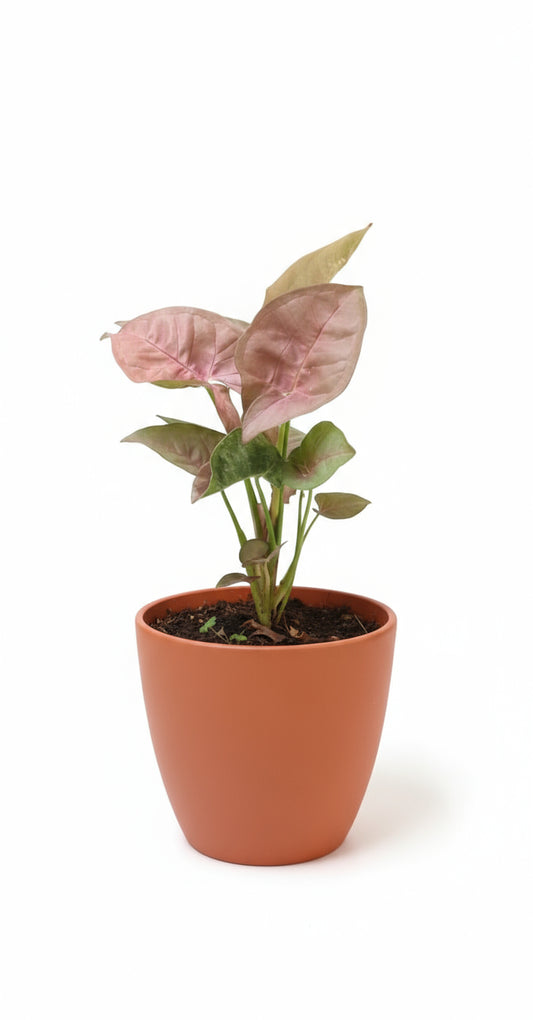 PINK SYNGONIUM PLANT Small