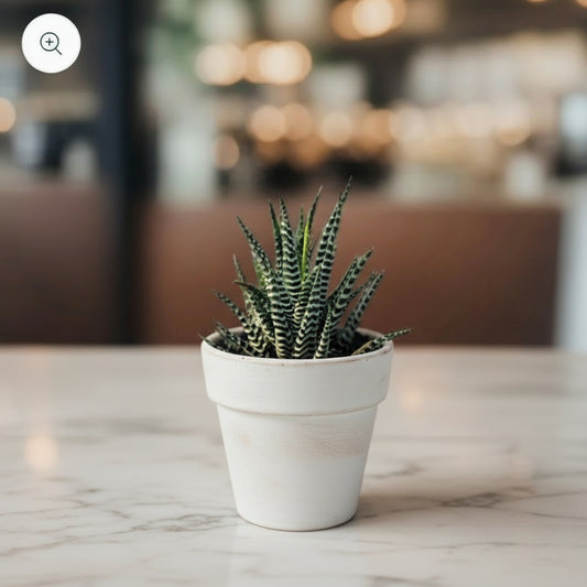 ZEBRA HAWORTHIA Plant Medium