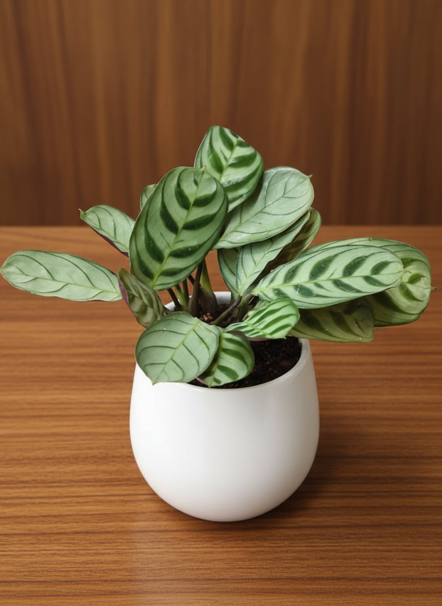 CALATHEA BURLE MARXII Plant Medium