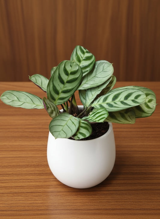 CALATHEA BURLE MARXII Plant Medium