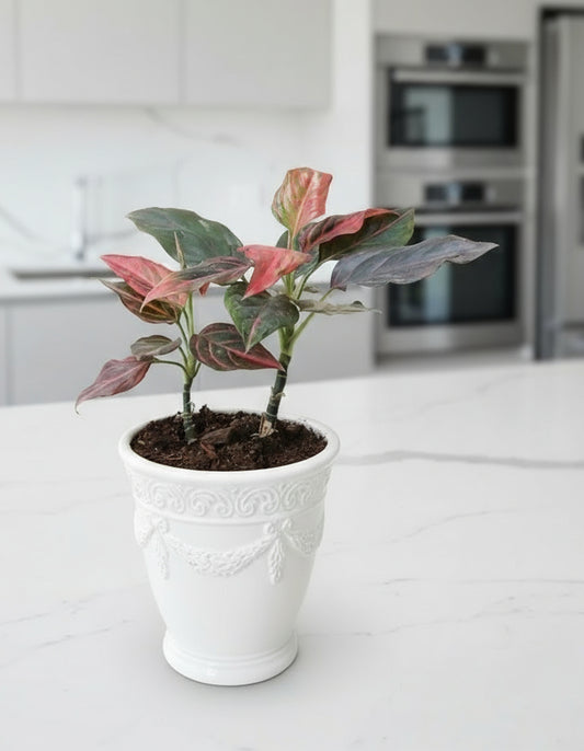 AGLAONEMA PLANT Medium (Pink Chinese Evergreen)