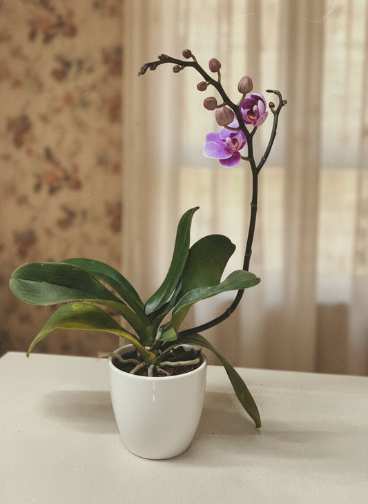 PINK ORCHID Flower (Phalenopsis Orchid)