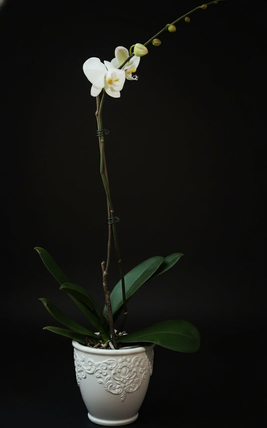 WHITE ORCHID Flower (Phalaenopsis Orchid)