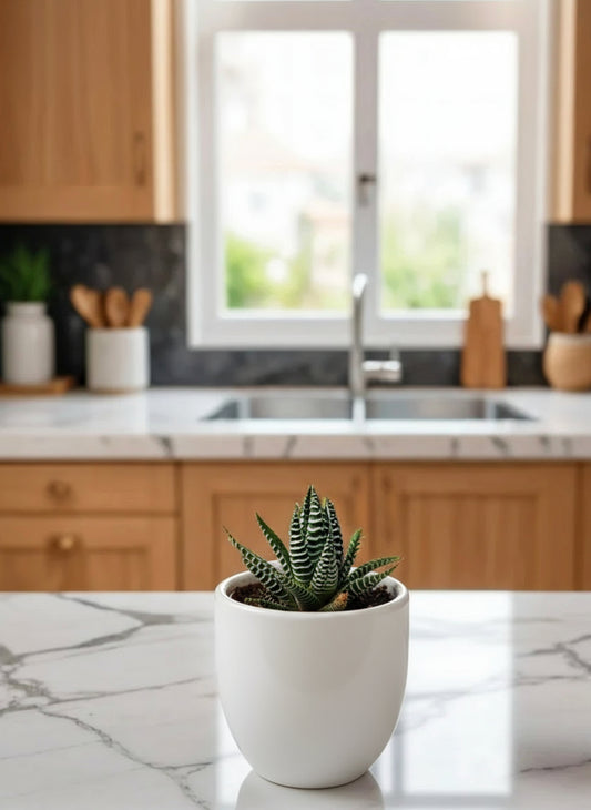 ZEBRA HAWORTHIA Plant Small