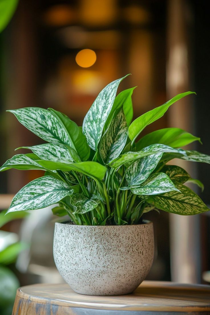 AGLAONEMA PLANT Medium (chinese evergreen)